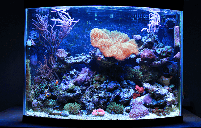 Akvárium Nano Coral Reef
