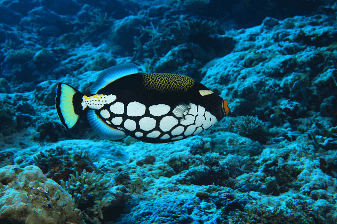 Klaun Triggerfish