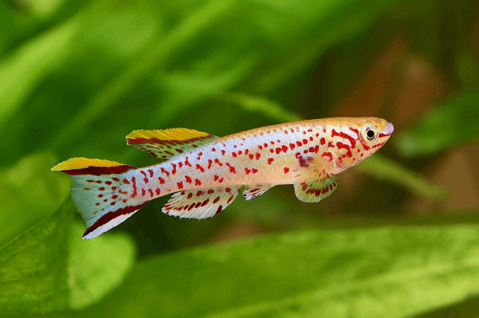 The Blue Lyretail Killifish