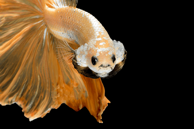 Vzhled Crowntail Betta