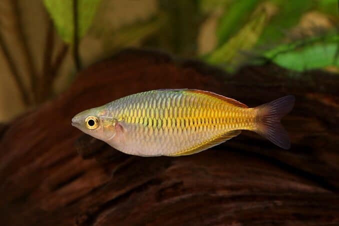 Boeseman's Rainbowfish