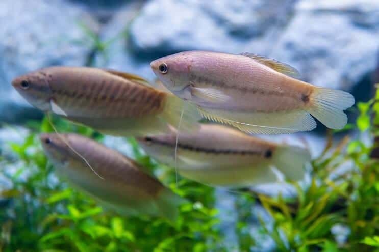 Gourami z hadí kůže