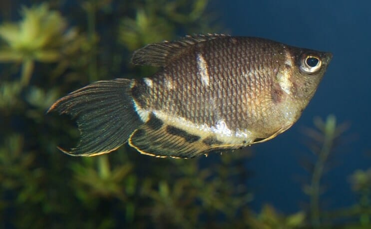 Čokoláda Gourami