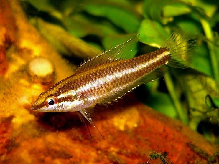 Lékořice Gourami