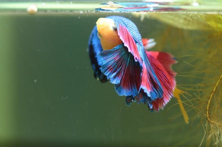 Bettas chov více