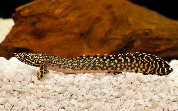 Zdobený Bichir