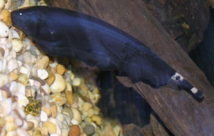 Black Ghost Knifefish Na substrátu