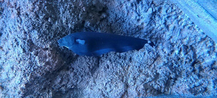 Ghost Knifefish Plavání