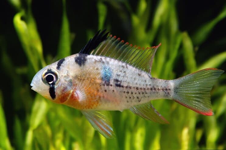 Bolivijský beran