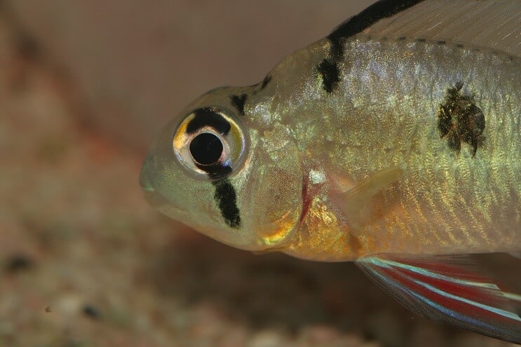 Bolivijský beran zblízka
