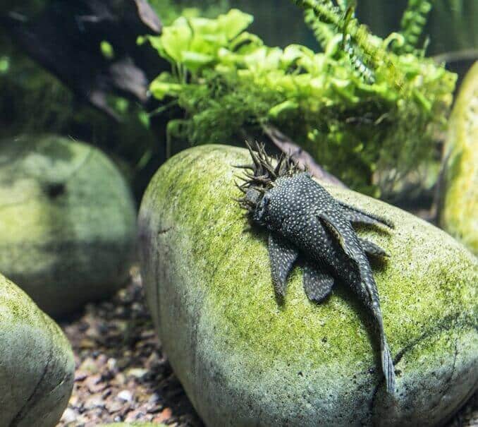 Bristlenose Pleco vzhled