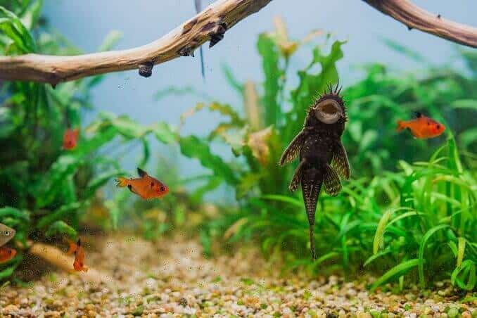 Muž Bristlenose Pleco