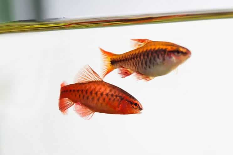 Vzhled Cherry Barb