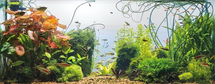 Podmínky tanku Cherry Barb