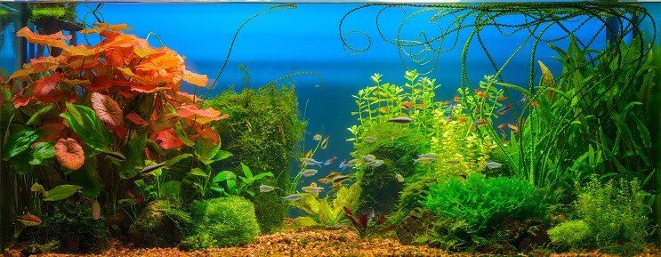 Cherry Barb Tanky kamarádi