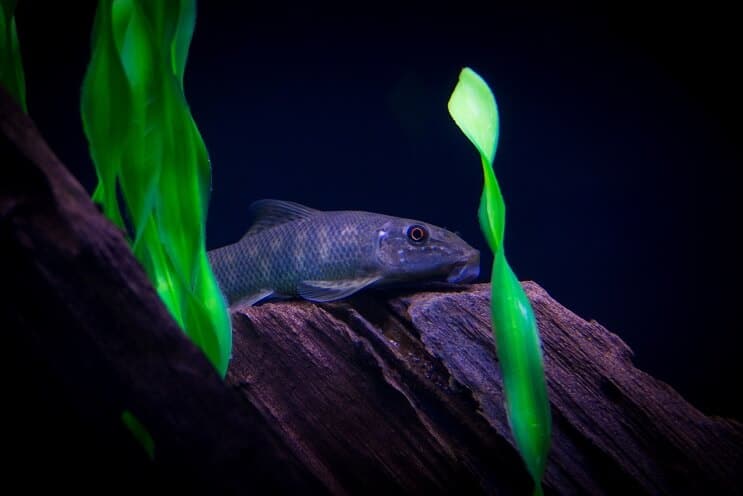 Chinese Algae Eater 2
