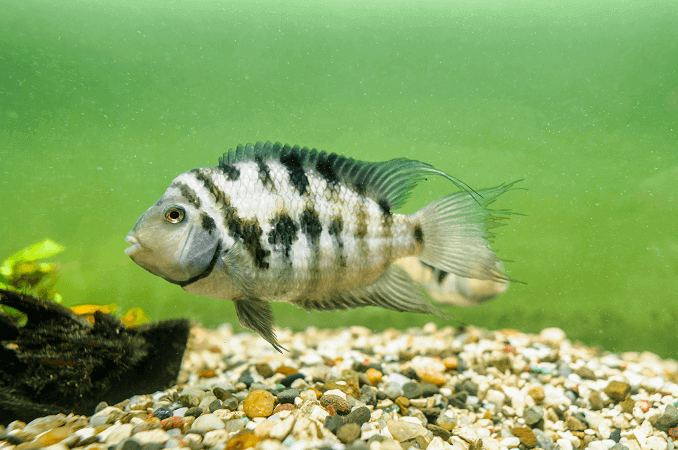 Cichlida