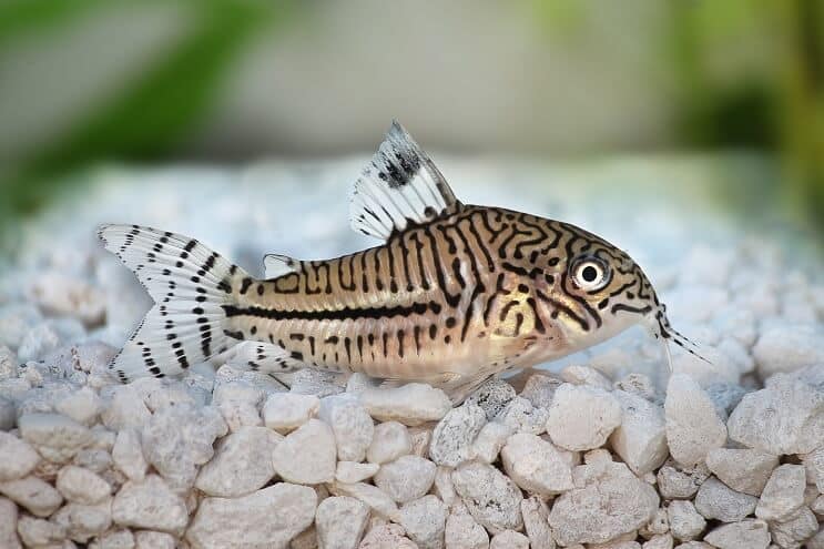 Přehled Cory Catfish