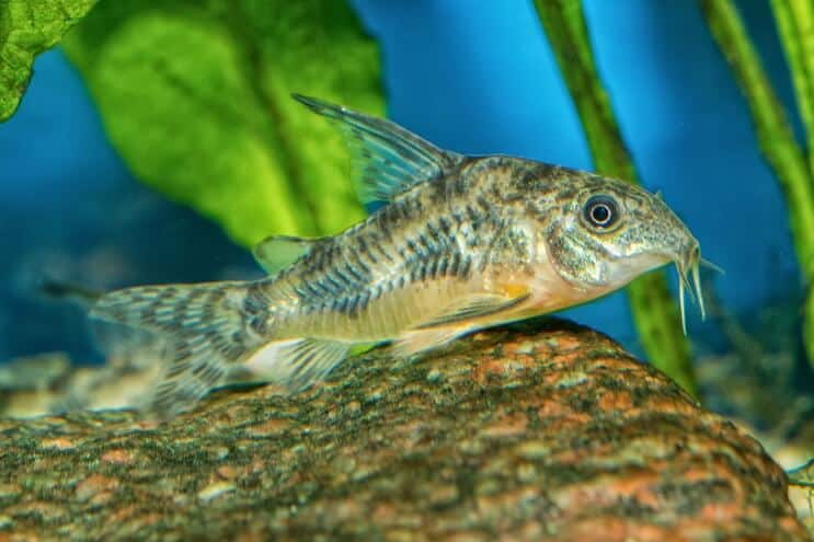 Cory Catfish vzhled