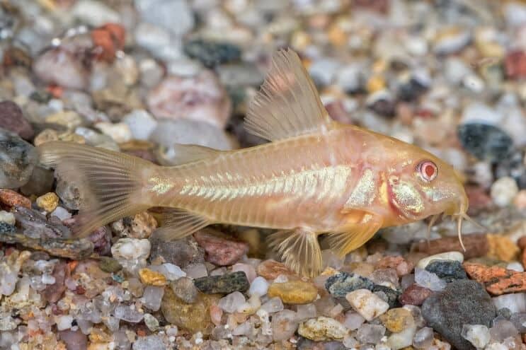 Albino Cory Sumec