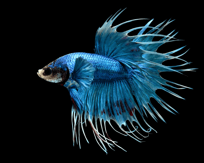 Přehled Bettas