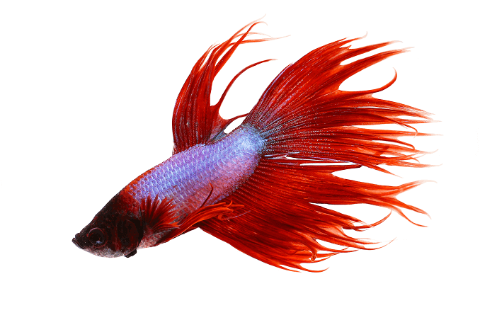 Chování Crowntail Betta