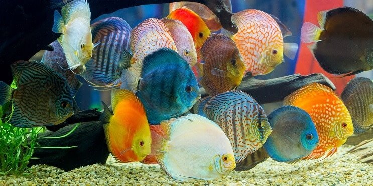 Discus ryby