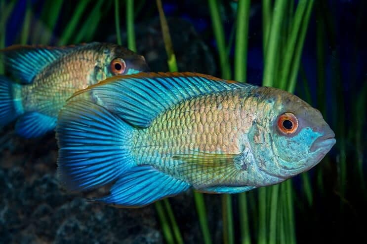 Vzhled Electric Blue Acara
