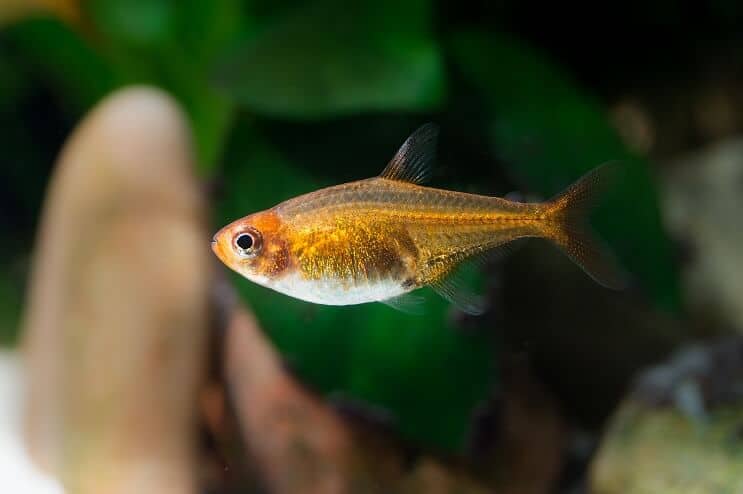 Vzhled Ember Tetra