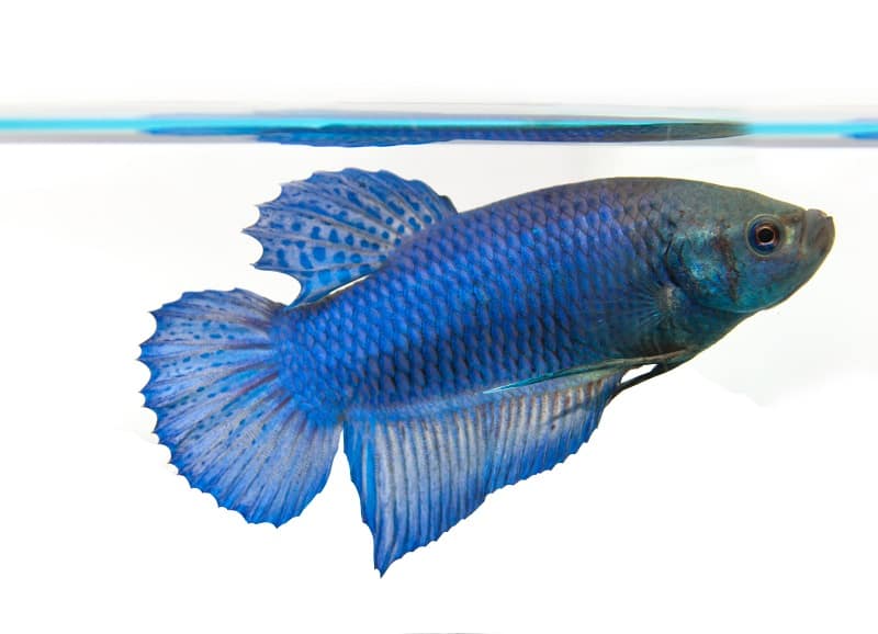 samice ryby betta