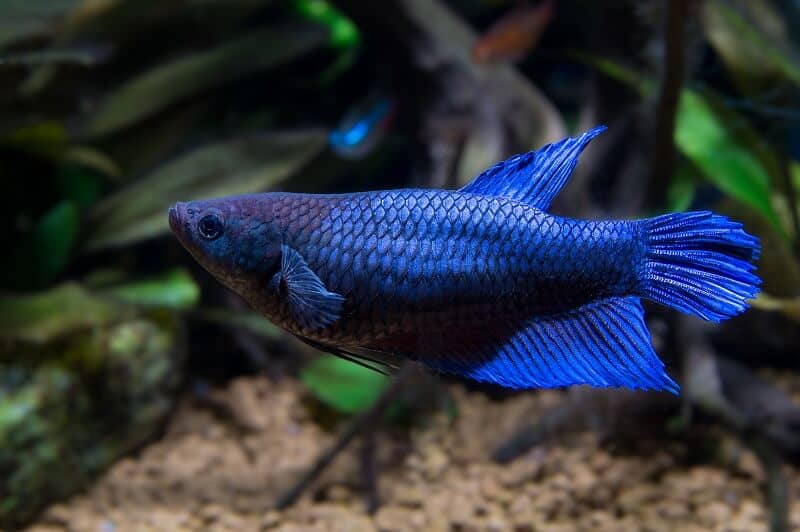 Žena Betta Fish