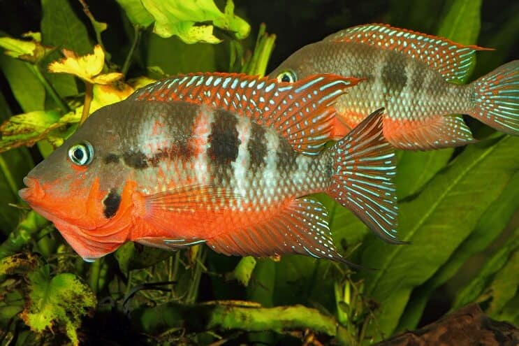 Cichlidka Firemouth samec a samice