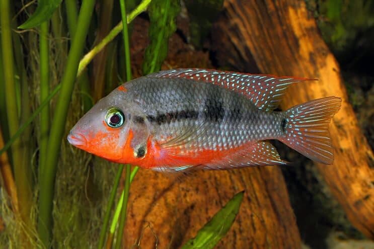 Cichlidka Firemouth Plavání