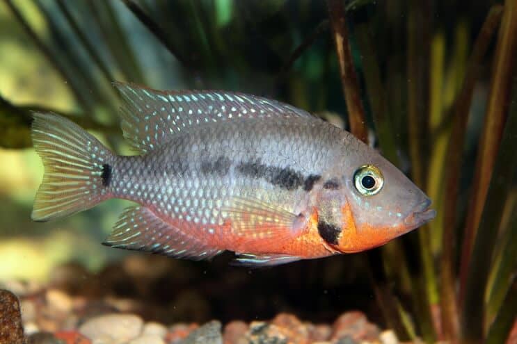 Krmení cichlid Firemouth