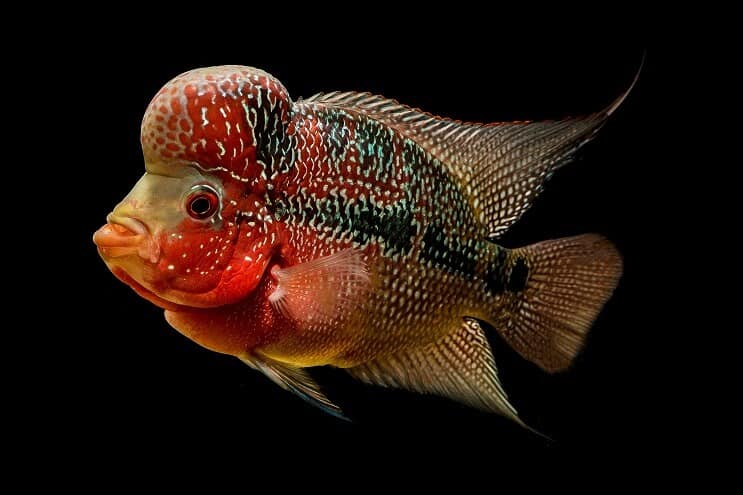 Vzhled cichlíd Flowerhorn