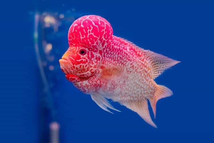 Přehled cichlíd Flowerhorn