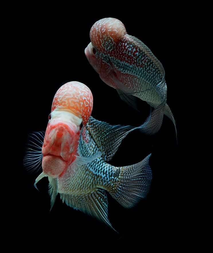Tank kamarádi s cichlidou Flowerhorn