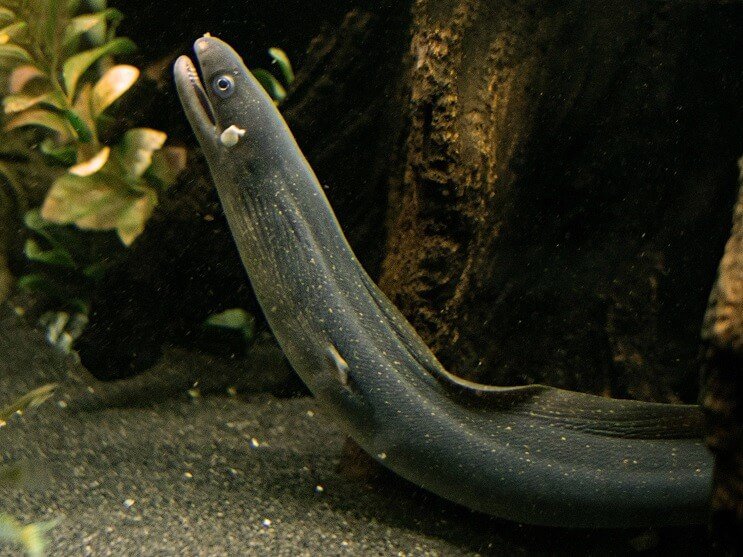 Moray úhoře