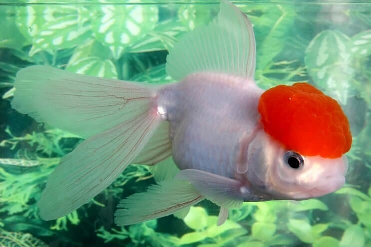 Oranda zlatá rybka