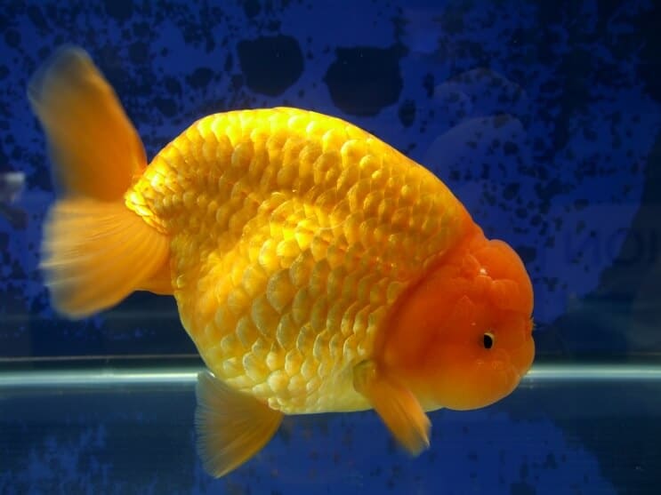 Ranchu zlaté rybky