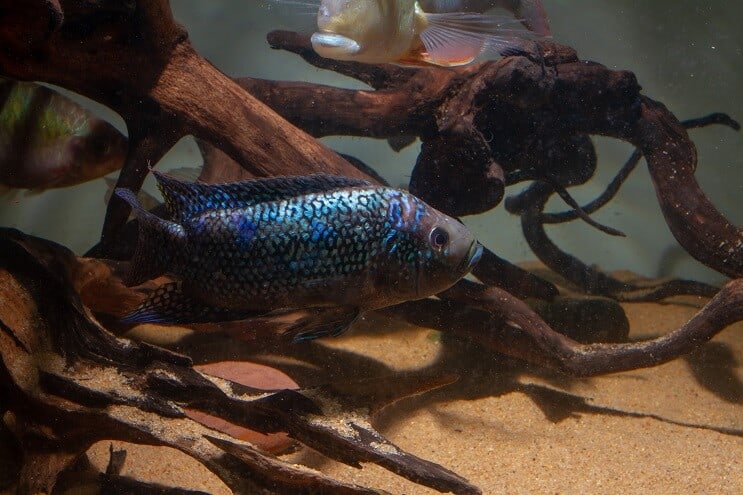 Podmínky pro tank Jack Dempsey
