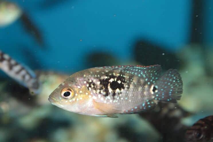 Juvenilní Jack Dempsey Fish