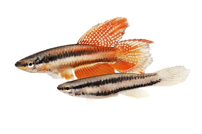 Pár Lagos Red Killifish