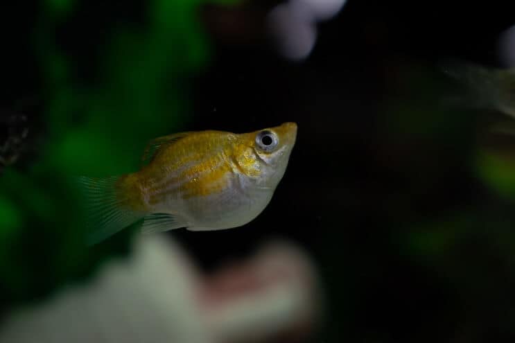Balónek Molly Fish