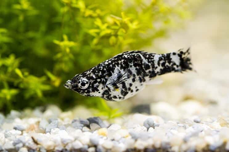 Dalmatin Molly Fish