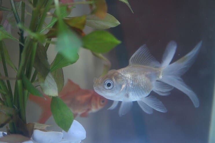 Modrá Oranda zlatá rybka