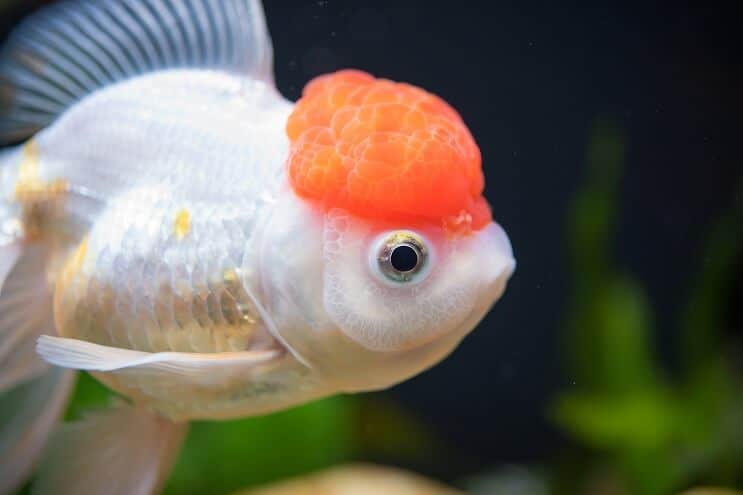 Červená čepice Oranda zlaté rybky