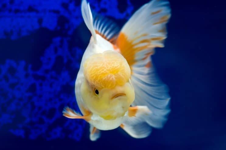 Oranda Goldfish Plavání
