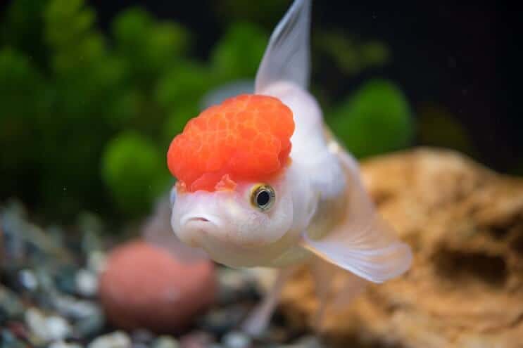 Vzhled zlaté rybky Oranda