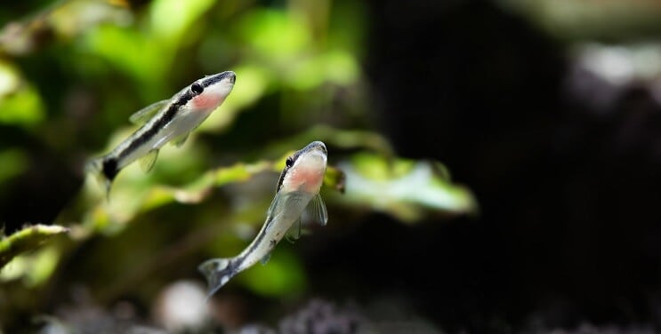Otocinclus Plavání